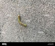 the smallest worm will turn, being trodden on